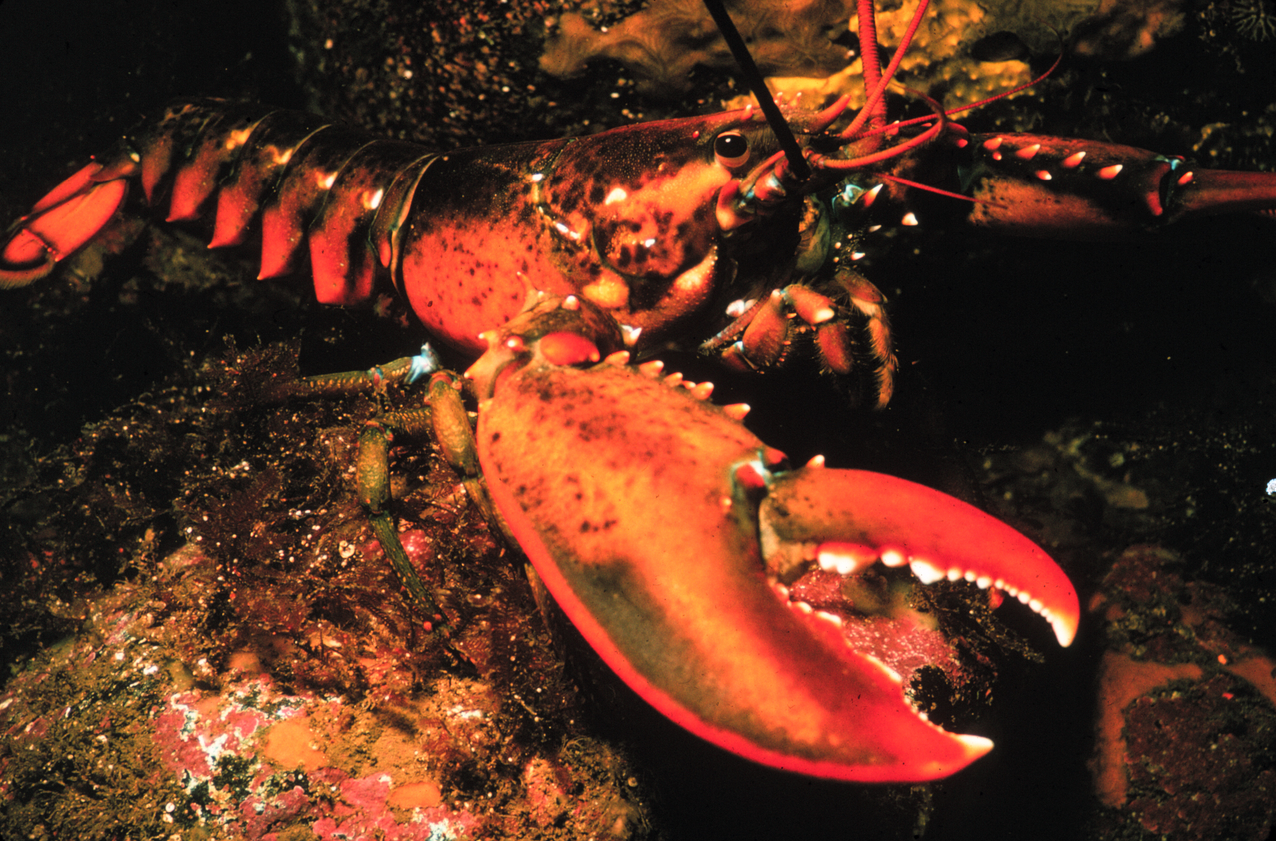 How Much Does Fresh Lobster Cost? Seasonal Price Guide and Best Buying Times 3 American Lobster