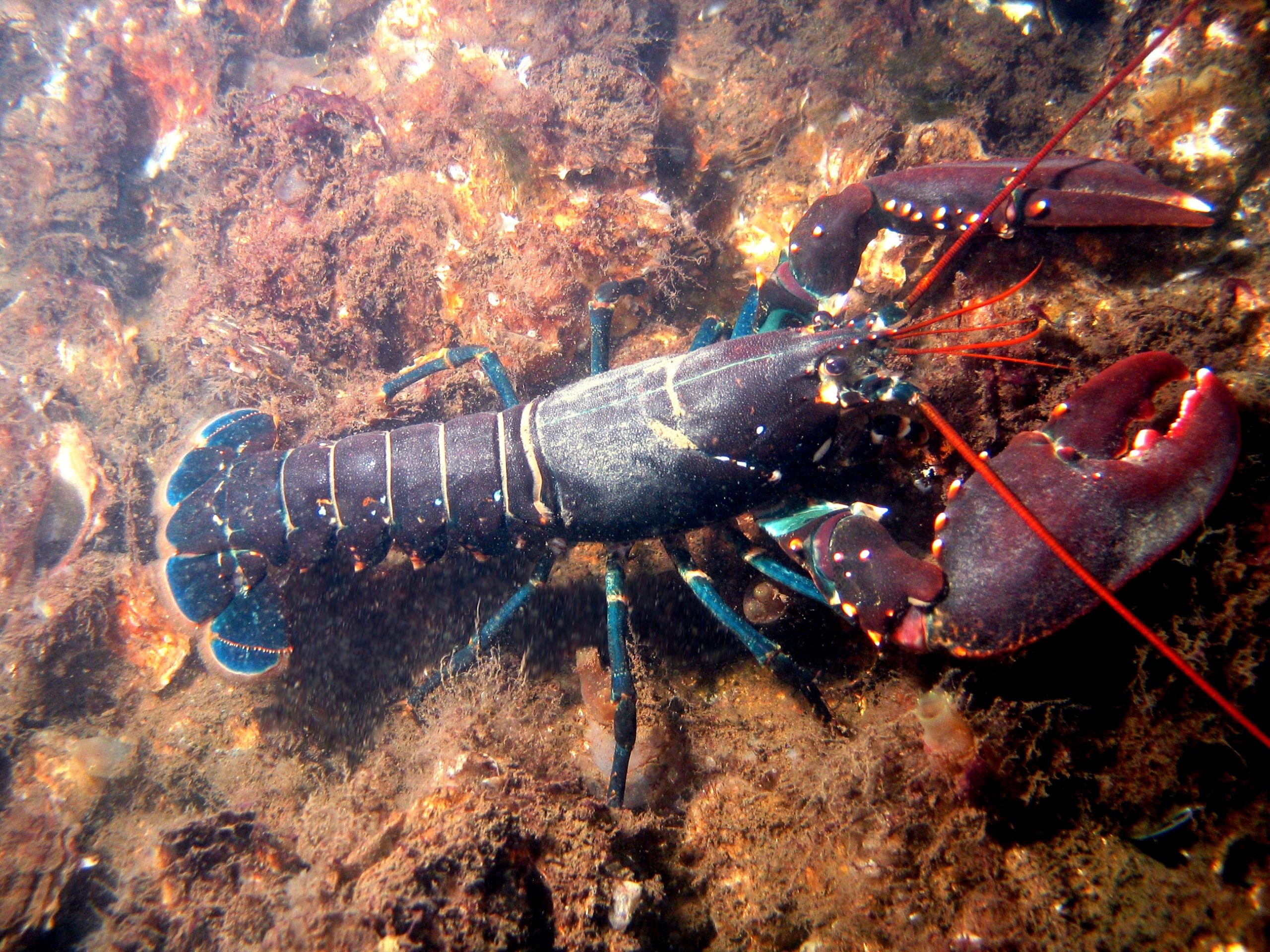 How Much Does Fresh Lobster Cost? Seasonal Price Guide and Best Buying Times 4 Lobster Storage