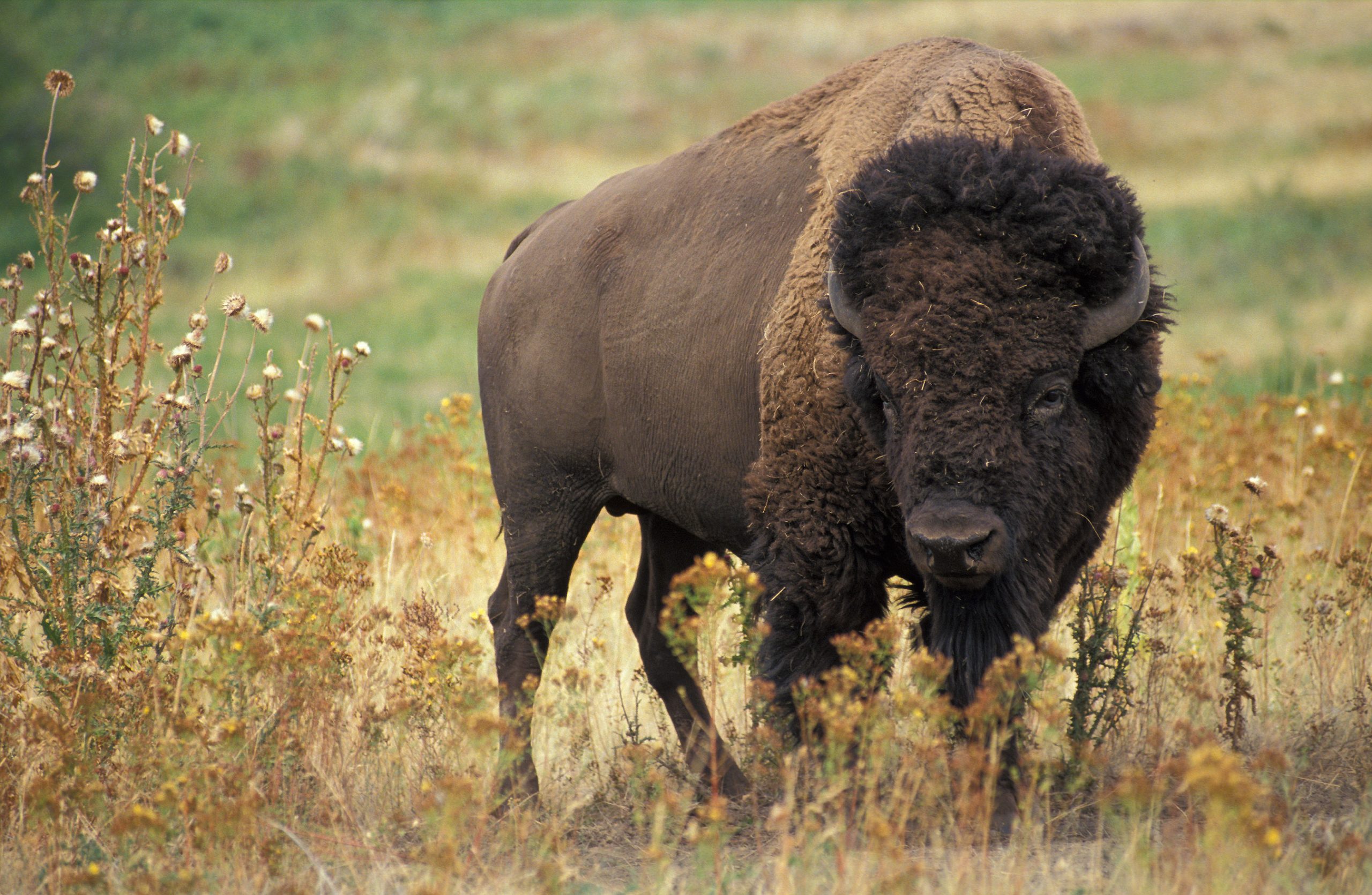 Bison Meat