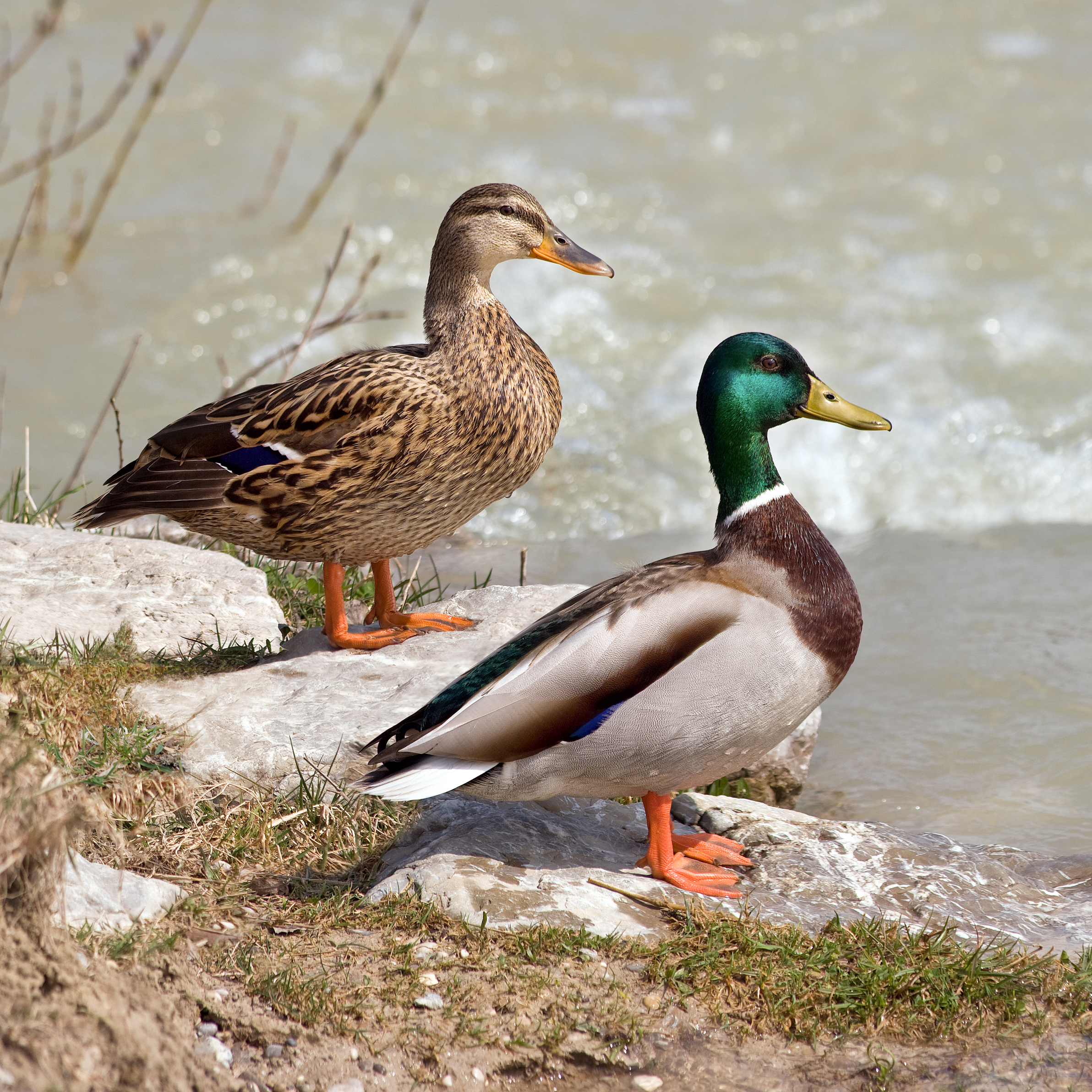 How Much Does Duck Breast Cost? Premium vs Standard Price Breakdown 4 Mallard Duck