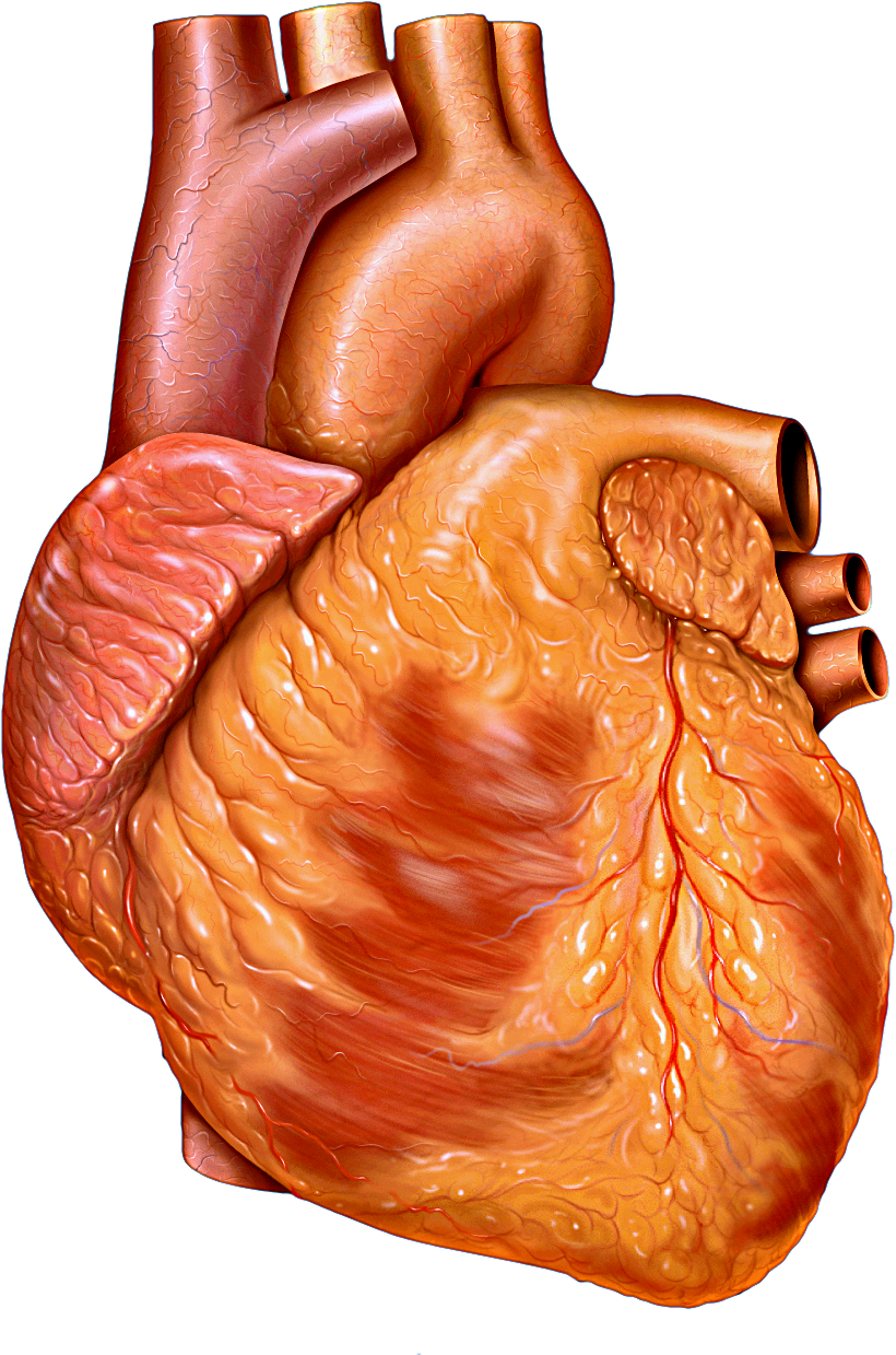 Deer Heart Anatomy