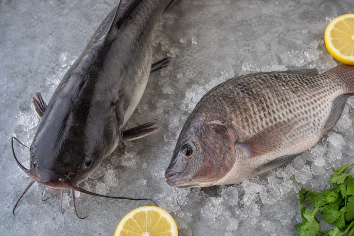 catfish vs tilapia flavor texture farming differences Catfish vs Tilapia: Flavor, Texture & Farming Differences