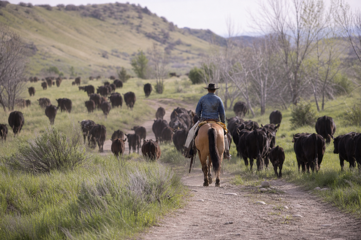 cattle drive May 2026 Meat Prices: Beef Hits New Highs as Eggs Fall 50% Year-Over-Year