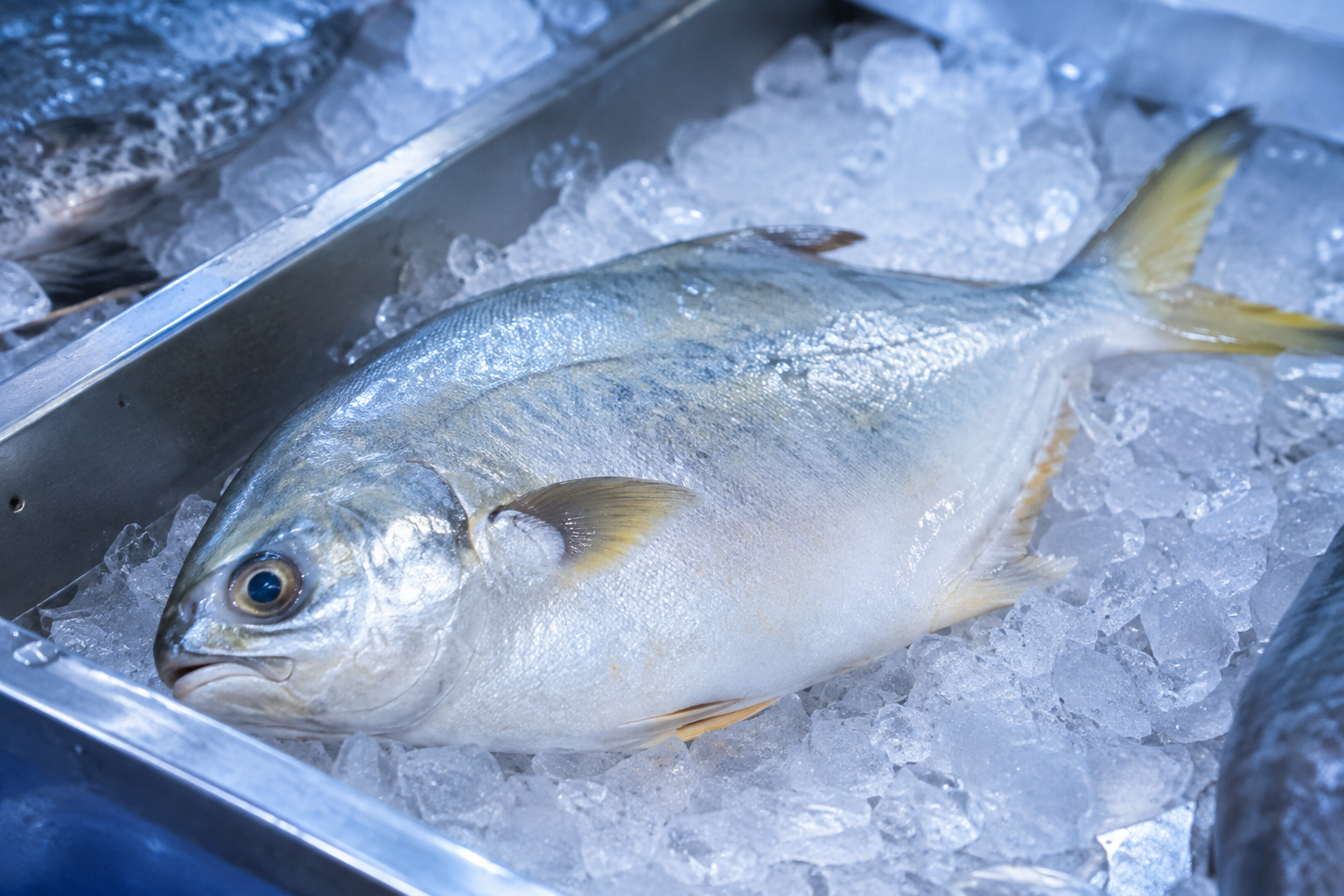 What Does Pompano Taste Like? Flavor, Texture, and Cooking Tips 9 Fresh raw pompano fish displayed on ice at a seafood market